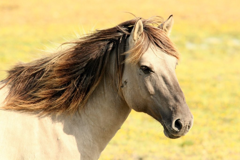 contacto veterinaria equina en Cantabria