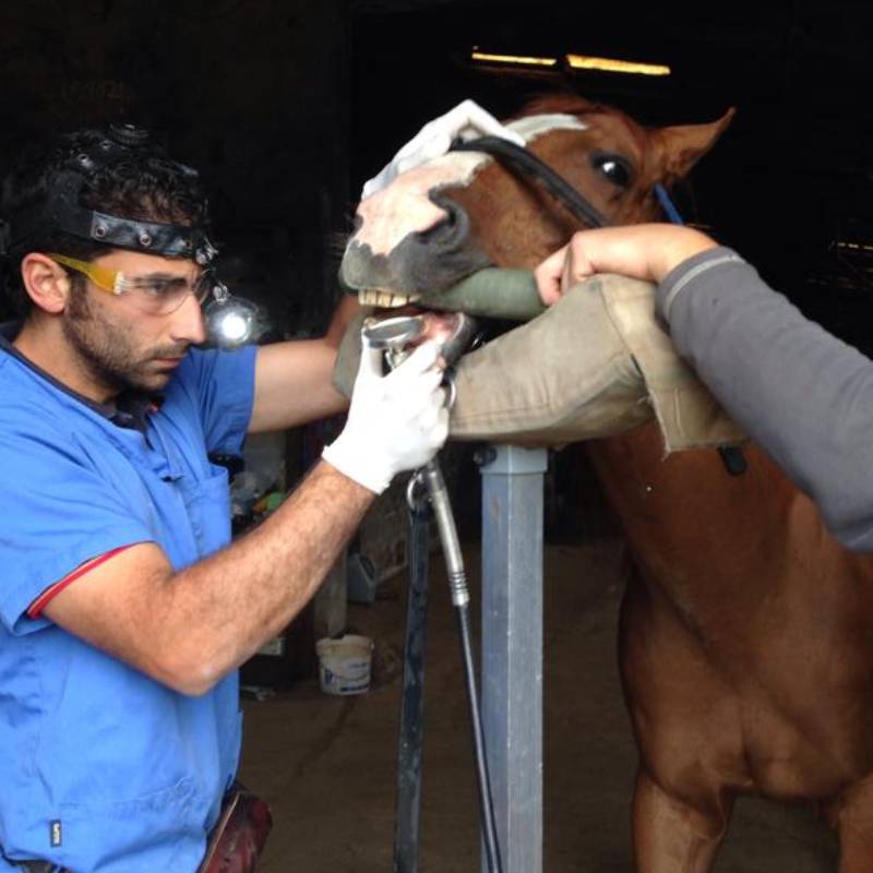 Veterinarios en Cantabria