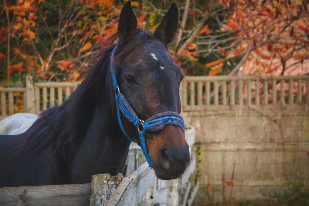 contacto veterinaria equina en Cantabria
