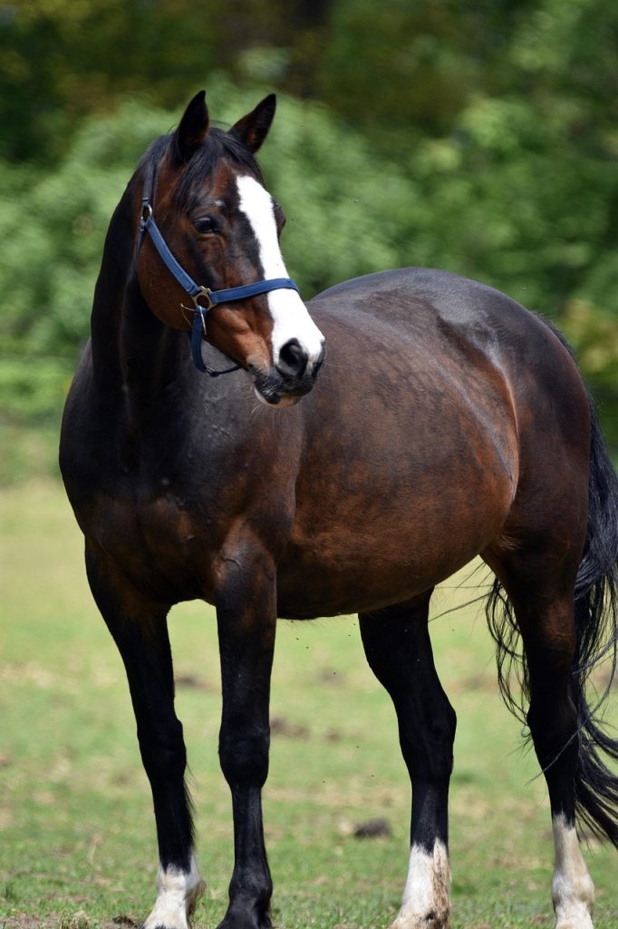 servicios veterinarios equinos en Cantabria